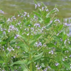 Veronica anagallis-aquatica at Isabella Plains, ACT - 6 Nov 2022 12:03 PM