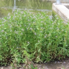 Veronica anagallis-aquatica at Isabella Plains, ACT - 6 Nov 2022