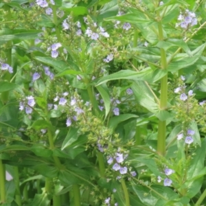 Veronica anagallis-aquatica at Isabella Plains, ACT - 6 Nov 2022