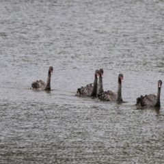 Cygnus atratus (Black Swan) at Isabella Plains, ACT - 6 Nov 2022 by RodDeb