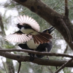 Rhipidura leucophrys (Willie Wagtail) at Isabella Plains, ACT - 6 Nov 2022 by RodDeb