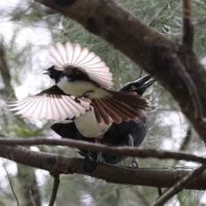 Rhipidura leucophrys at Isabella Plains, ACT - 6 Nov 2022