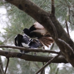 Rhipidura leucophrys at Isabella Plains, ACT - 6 Nov 2022