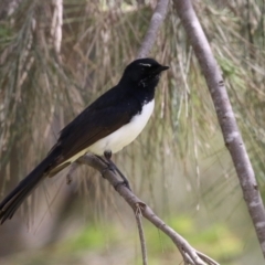 Rhipidura leucophrys at Isabella Plains, ACT - 6 Nov 2022