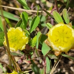 Trifolium campestre (Hop Clover) at Mitchell, ACT - 7 Nov 2022 by trevorpreston