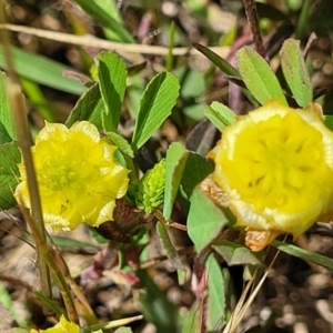 Trifolium campestre at Mitchell, ACT - 7 Nov 2022 12:46 PM