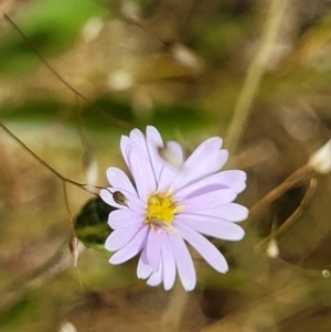 Vittadinia muelleri at Mitchell, ACT - 7 Nov 2022