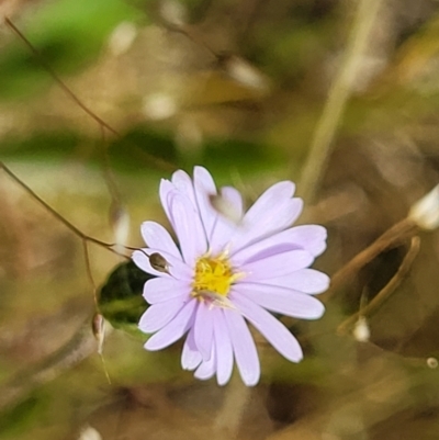 Vittadinia muelleri (Narrow-leafed New Holland Daisy) at Crace Grasslands - 7 Nov 2022 by trevorpreston