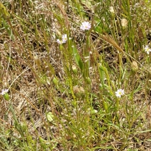 Vittadinia muelleri at Mitchell, ACT - 7 Nov 2022