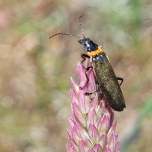 Chauliognathus lugubris at Mitchell, ACT - 7 Nov 2022 12:49 PM