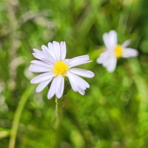 Vittadinia muelleri at Mitchell, ACT - 7 Nov 2022