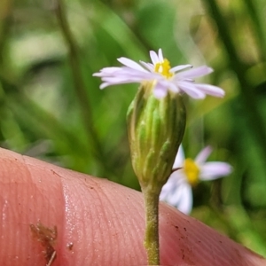 Vittadinia muelleri at Mitchell, ACT - 7 Nov 2022