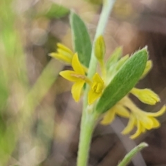 Pimelea curviflora var. sericea (Curved Riceflower) at Mitchell, ACT - 7 Nov 2022 by trevorpreston