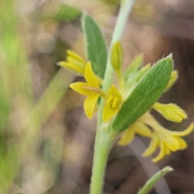 Pimelea curviflora var. sericea (Curved Riceflower) at Mitchell, ACT - 7 Nov 2022 by trevorpreston