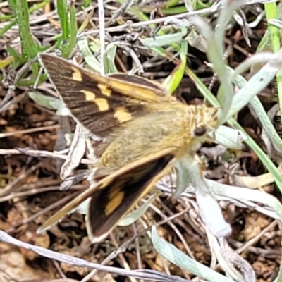 Trapezites luteus (Yellow Ochre, Rare White-spot Skipper) at Mitchell, ACT - 7 Nov 2022 by trevorpreston