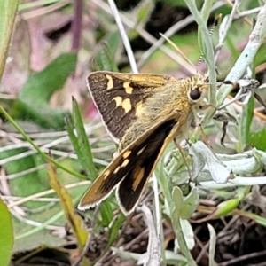 Trapezites luteus at Mitchell, ACT - 7 Nov 2022