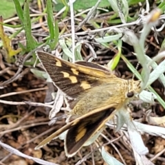 Trapezites luteus at Mitchell, ACT - 7 Nov 2022 01:04 PM