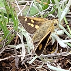 Trapezites luteus at Mitchell, ACT - 7 Nov 2022