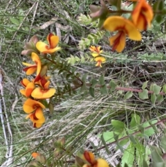 Pultenaea spinosa (Spiny Bush-pea, Grey Bush-pea) at Ainslie, ACT - 7 Nov 2022 by Pirom