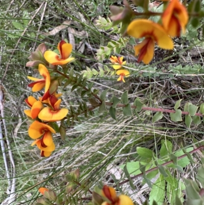 Pultenaea spinosa (Spiny Bush-pea, Grey Bush-pea) at Mount Ainslie - 7 Nov 2022 by Pirom