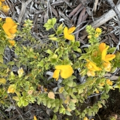 Pultenaea spinosa (Spiny Bush-pea, Grey Bush-pea) at Mount Ainslie - 7 Nov 2022 by Pirom