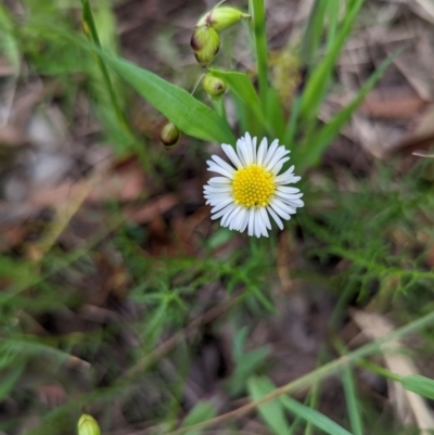 Calotis anthemoides (Chamomile Burr-daisy) at Lake George, NSW - 7 Nov 2022 by MPennay