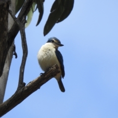 Todiramphus sanctus (Sacred Kingfisher) at Thirlmere, NSW - 2 Nov 2022 by GlossyGal