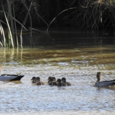 Chenonetta jubata (Australian Wood Duck) at Burradoo, NSW - 2 Nov 2022 by GlossyGal