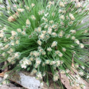 Centrolepis strigosa at Borough, NSW - 6 Nov 2022