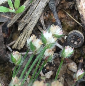 Centrolepis strigosa at Borough, NSW - 6 Nov 2022