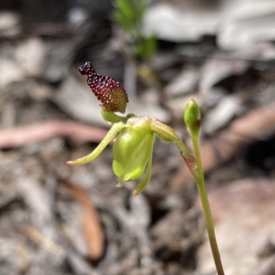 Caleana minor (Small Duck Orchid) at Vincentia, NSW - 5 Nov 2022 by AnneG1