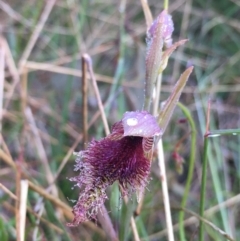 Calochilus platychilus (Purple Beard Orchid) at Goulburn Mulwaree Council - 6 Nov 2022 by mcleana