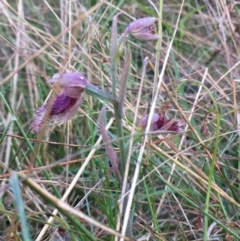 Calochilus platychilus at Borough, NSW - suppressed