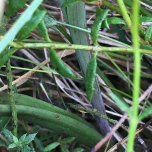 Calochilus platychilus at Borough, NSW - suppressed