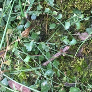 Asplenium flabellifolium at Lower Boro, NSW - 6 Nov 2022