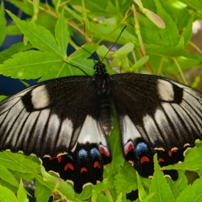 Papilio aegeus (Orchard Swallowtail, Large Citrus Butterfly) at Yarralumla, ACT - 6 Nov 2022 by rawshorty