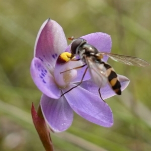 Melangyna sp. (genus) at Molonglo Valley, ACT - 6 Nov 2022