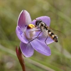 Melangyna sp. (genus) at Molonglo Valley, ACT - suppressed