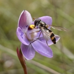 Melangyna sp. (genus) at Molonglo Valley, ACT - 6 Nov 2022