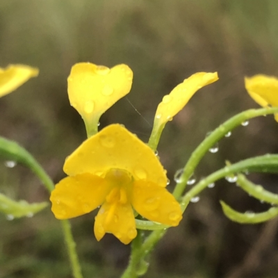 Diuris aequalis (Buttercup Doubletail) at suppressed - 7 Nov 2022 by MeganDixon