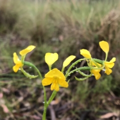 Diuris aequalis at suppressed - 7 Nov 2022