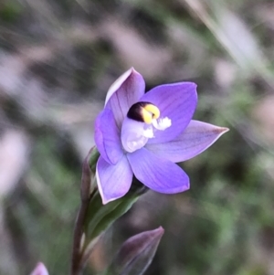 Thelymitra sp. (pauciflora complex) at Carwoola, NSW - 7 Nov 2022