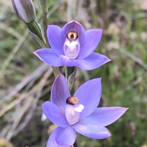 Thelymitra sp. (pauciflora complex) at Carwoola, NSW - 7 Nov 2022