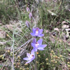 Thelymitra sp. (pauciflora complex) at Carwoola, NSW - 7 Nov 2022