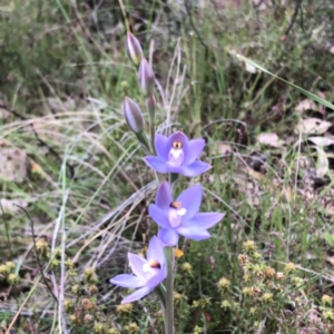 Thelymitra sp. (pauciflora complex) at Carwoola, NSW - 7 Nov 2022