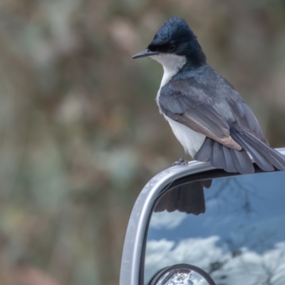 Myiagra inquieta (Restless Flycatcher) at Namadgi National Park - 4 Nov 2022 by rawshorty