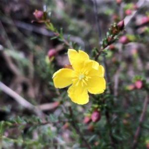 Hibbertia ericifolia at Jerrabomberra, NSW - 7 Nov 2022