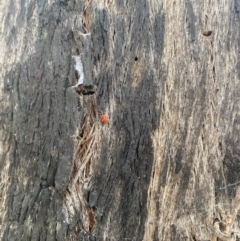 Lemodes coccinea (Scarlet ant beetle) at Denman Prospect 2 Estate Deferred Area (Block 12) - 6 Nov 2022 by teeniiee