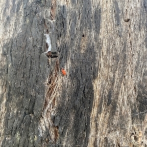 Lemodes coccinea at Molonglo Valley, ACT - 6 Nov 2022