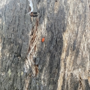 Lemodes coccinea at Molonglo Valley, ACT - 6 Nov 2022